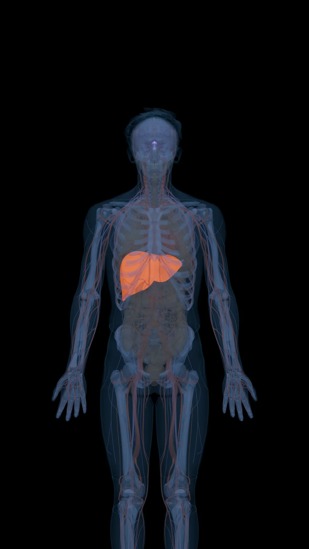 AOD-9604 in the Body
