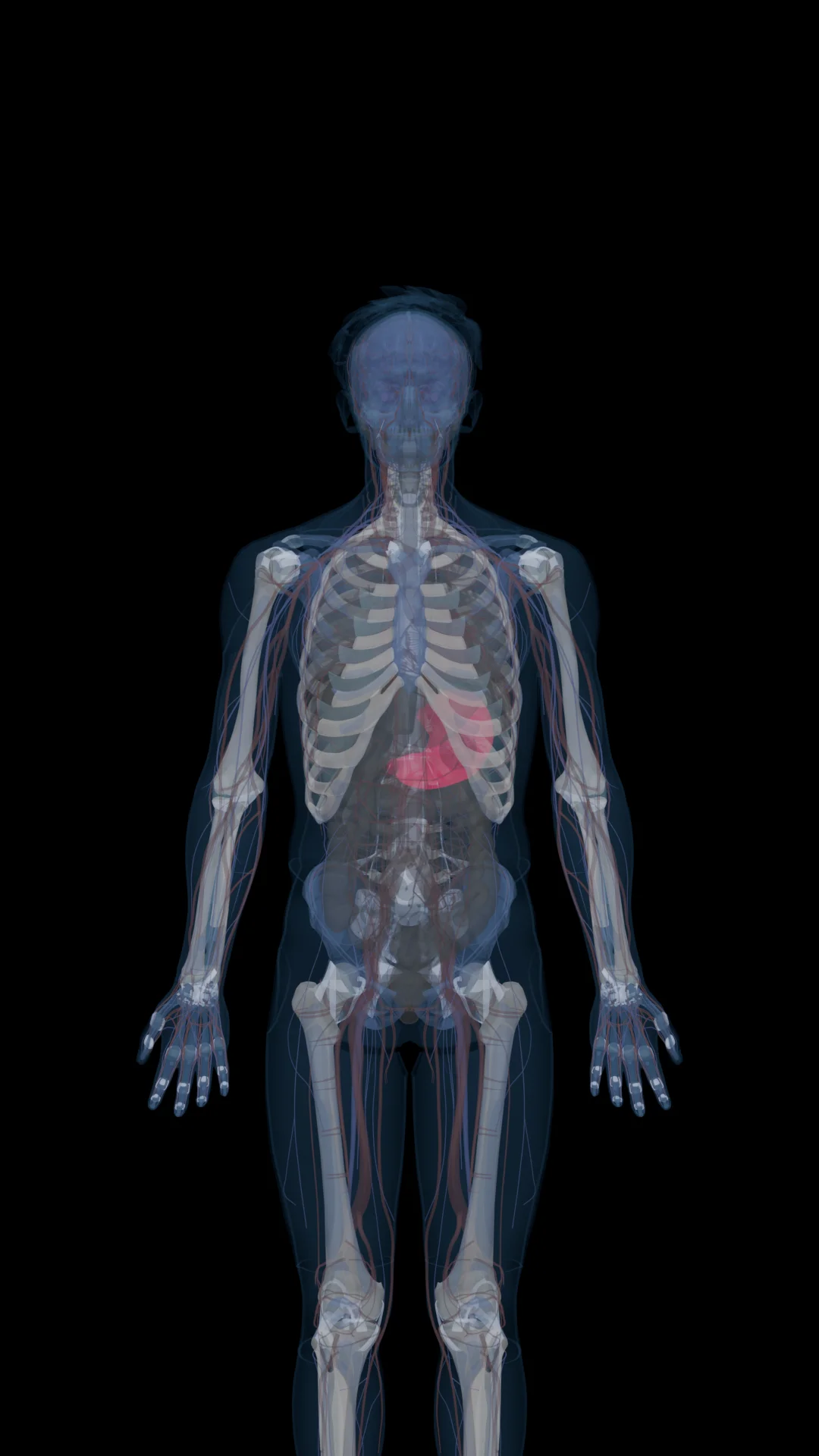 BPC-157 in the Body
