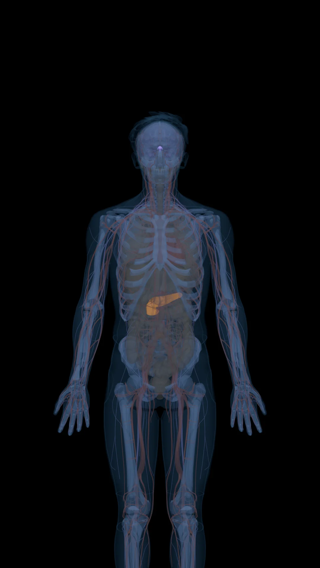 Cagrilintide in the Body