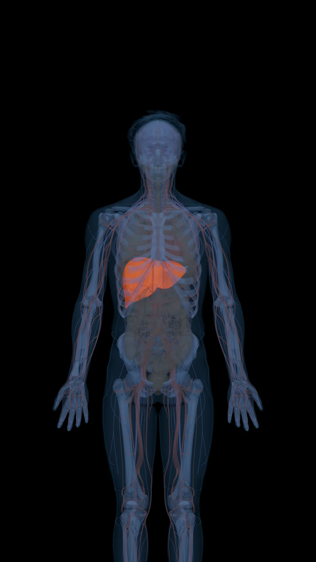 GHK-Cu in the Body