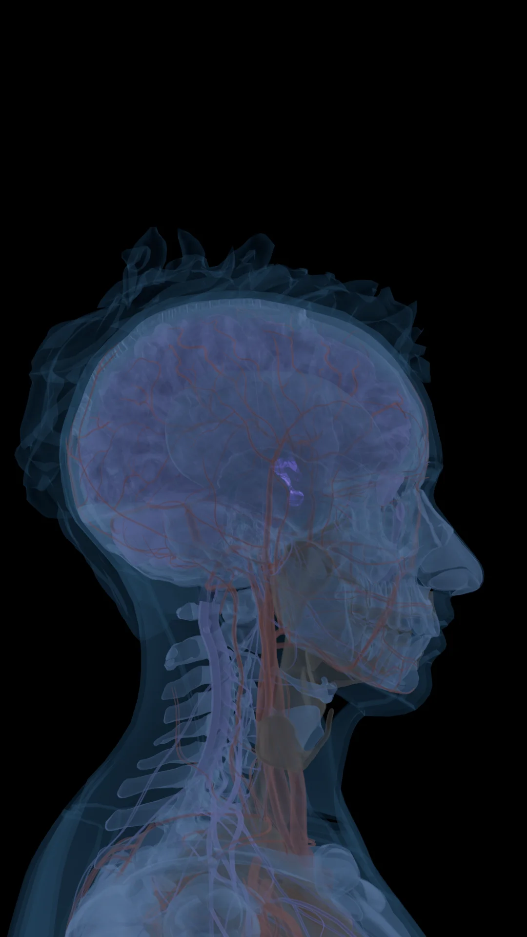 Ipamorelin in the Body