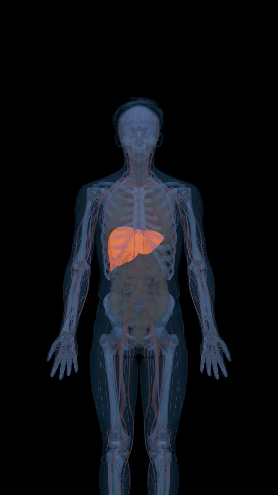 MOTS-c in the Body
