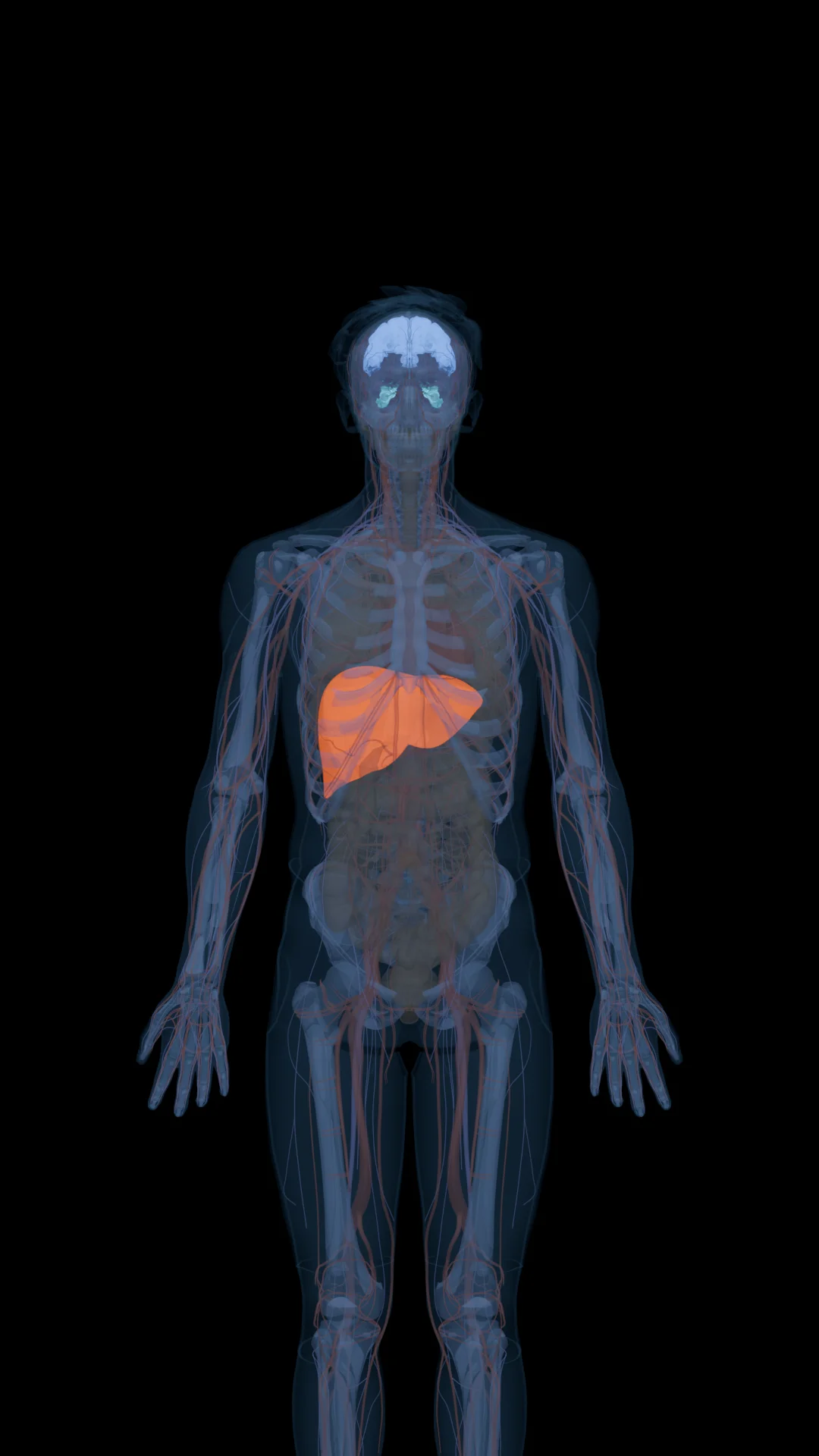 NAD⁺ in the Body