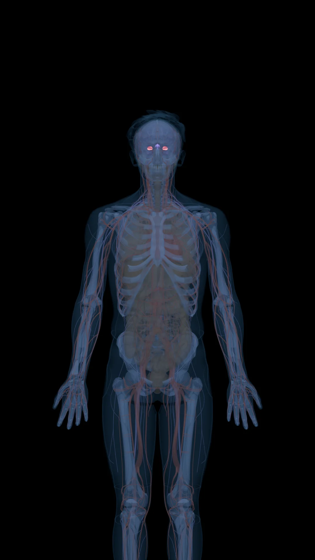 Oxytocin in the Body