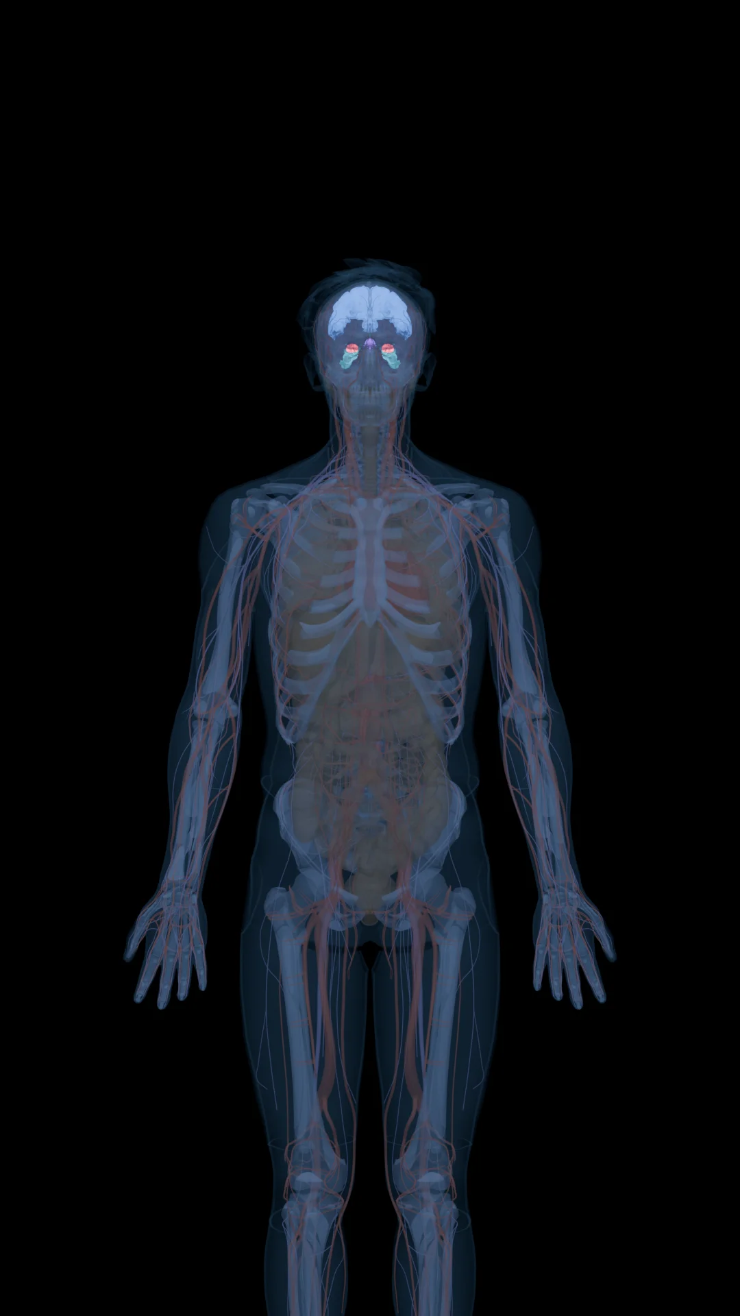 Selank in the Body