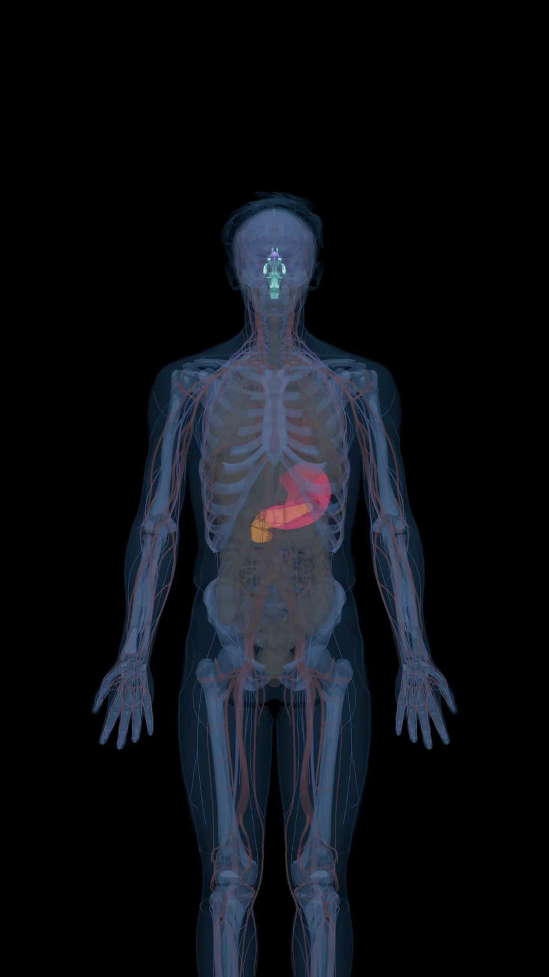 Semaglutide in the Body