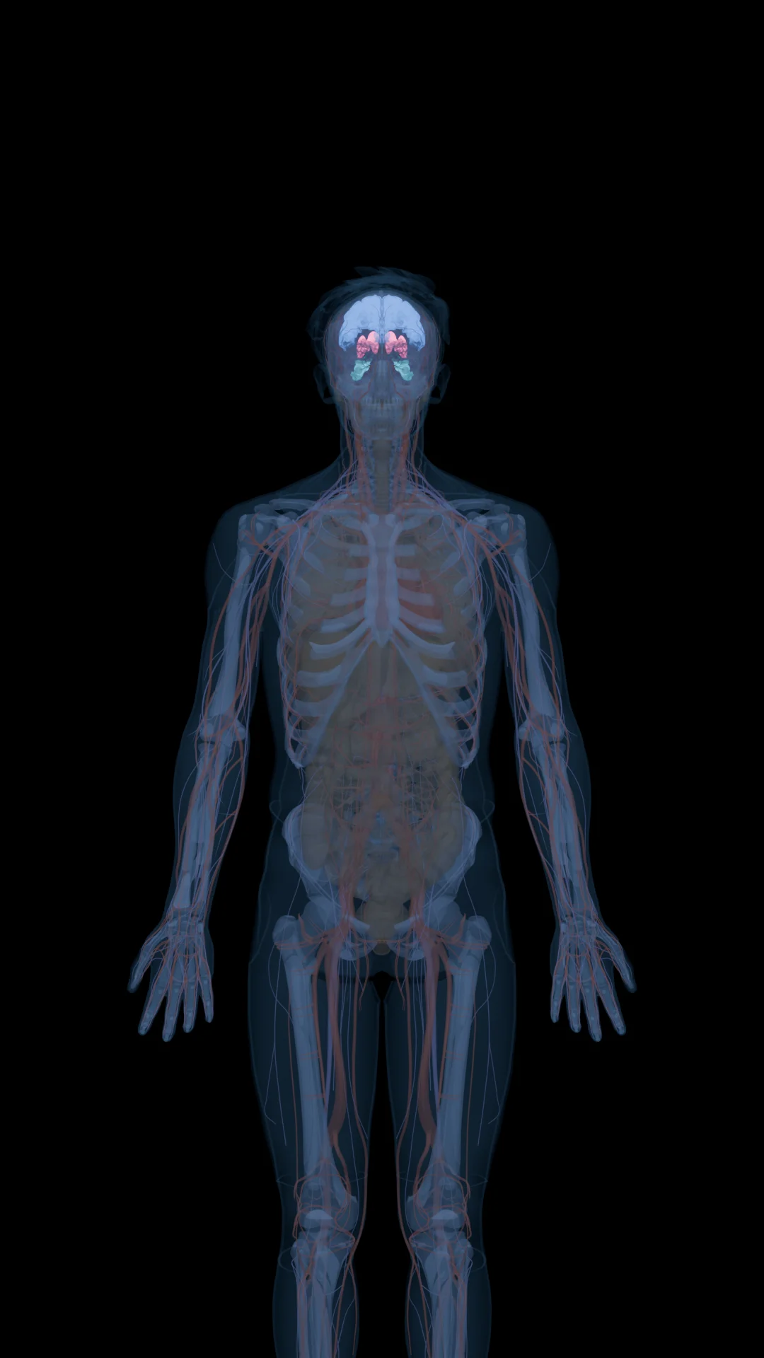 Semax in the Body