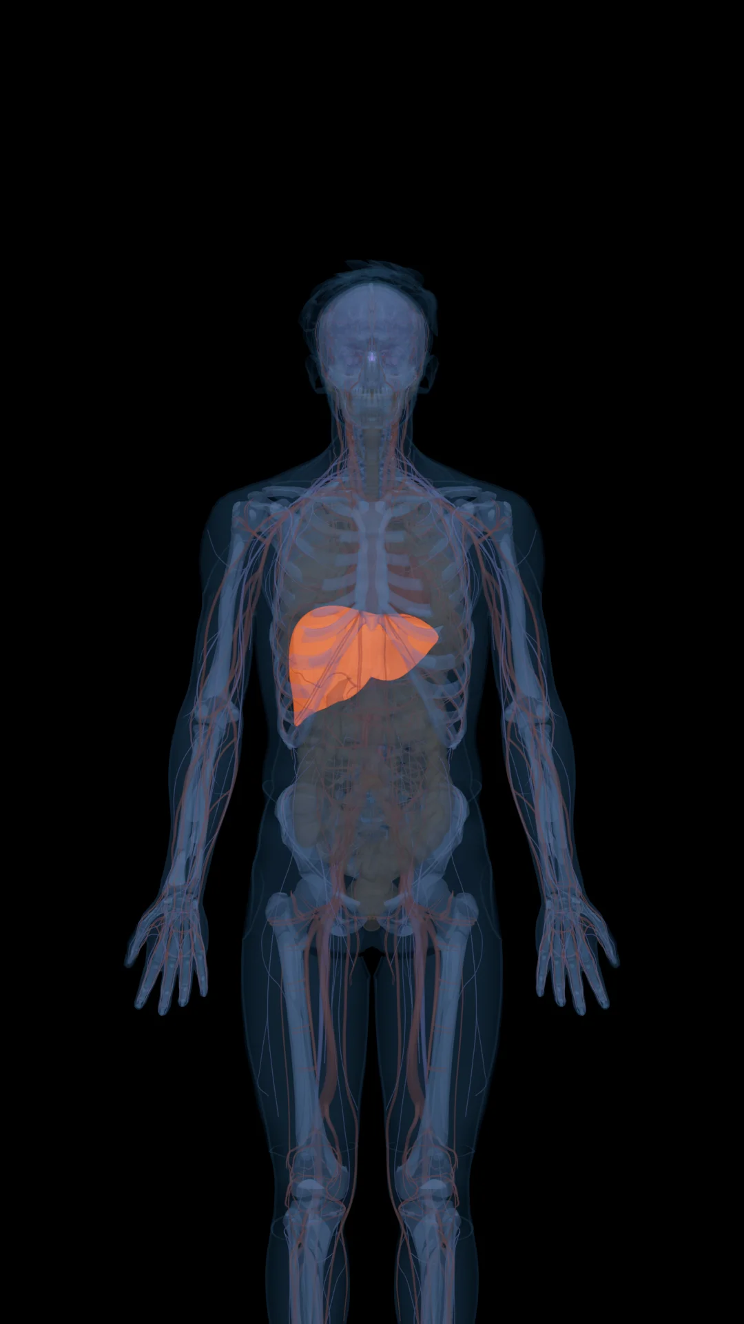 Sermorelin in the Body