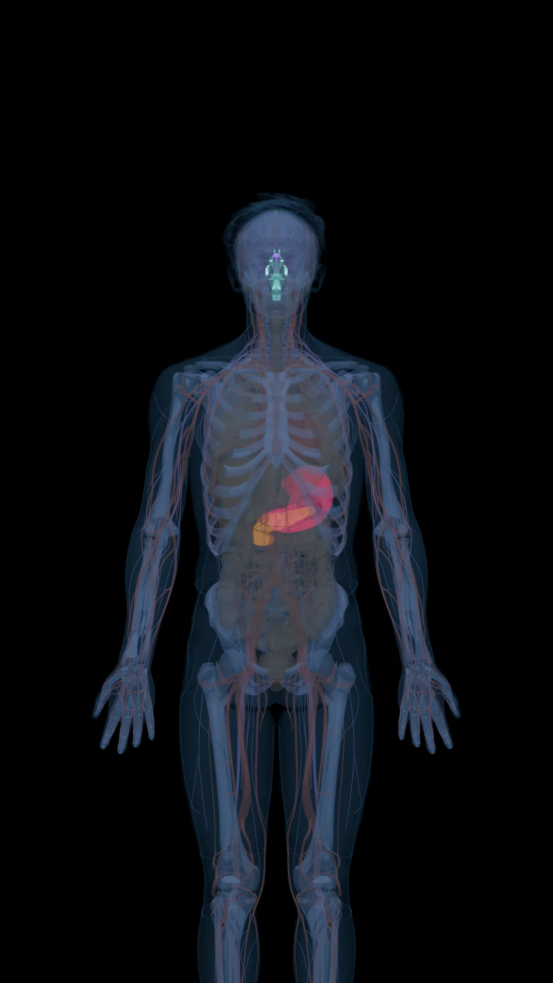 Tirzepatide in the Body